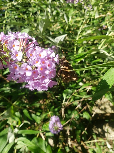 20240809_175004 Clouded Skipper