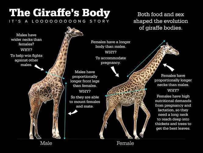 InfographicOnWhyGiraffesAreLong