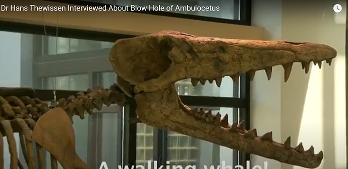 ambulocetus