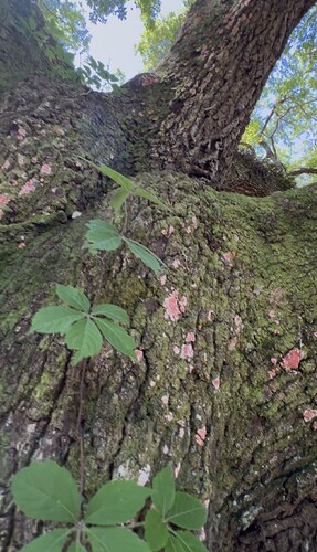 IMG_8391
