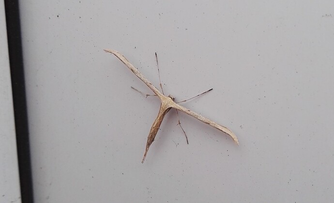 Emmelina monodactyla (22-03-2025)