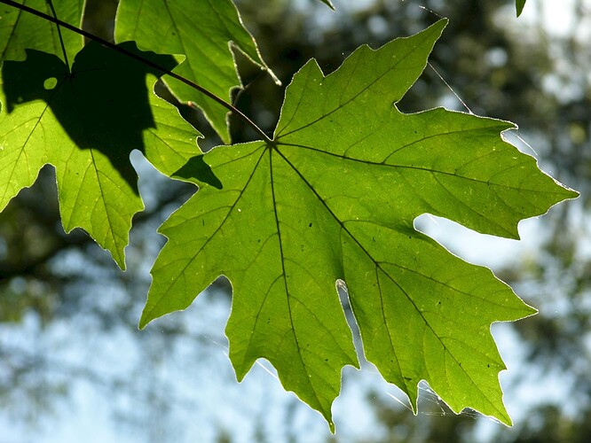 Acer_macrophyllum_jko0927100-3354472969