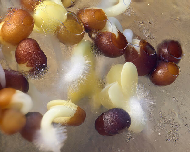 sprouts