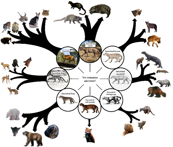 The fossil record fits best with progressive creation - Faith & Science ...