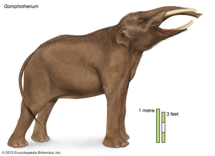 gomphothere-Gomphotherium