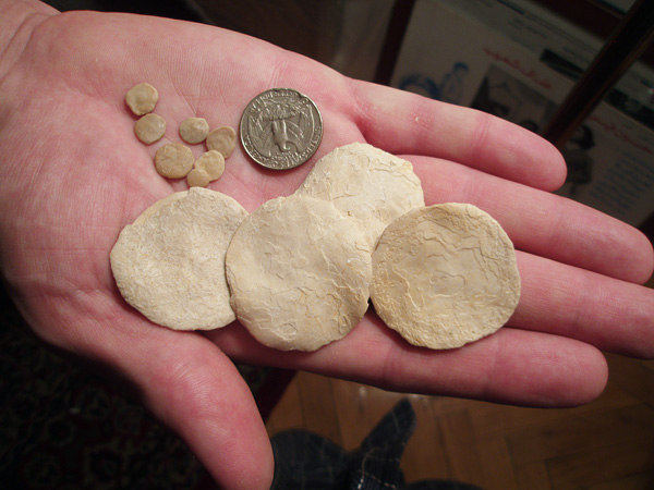 Nummilite-Fossils-and-a-Quarter