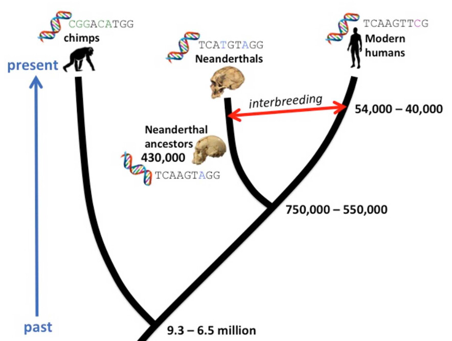 Global family tree ‘traced’ to Noah’s sons through Y chromosome - Faith ...