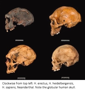 Comparison%20of%20skulls%20captioned