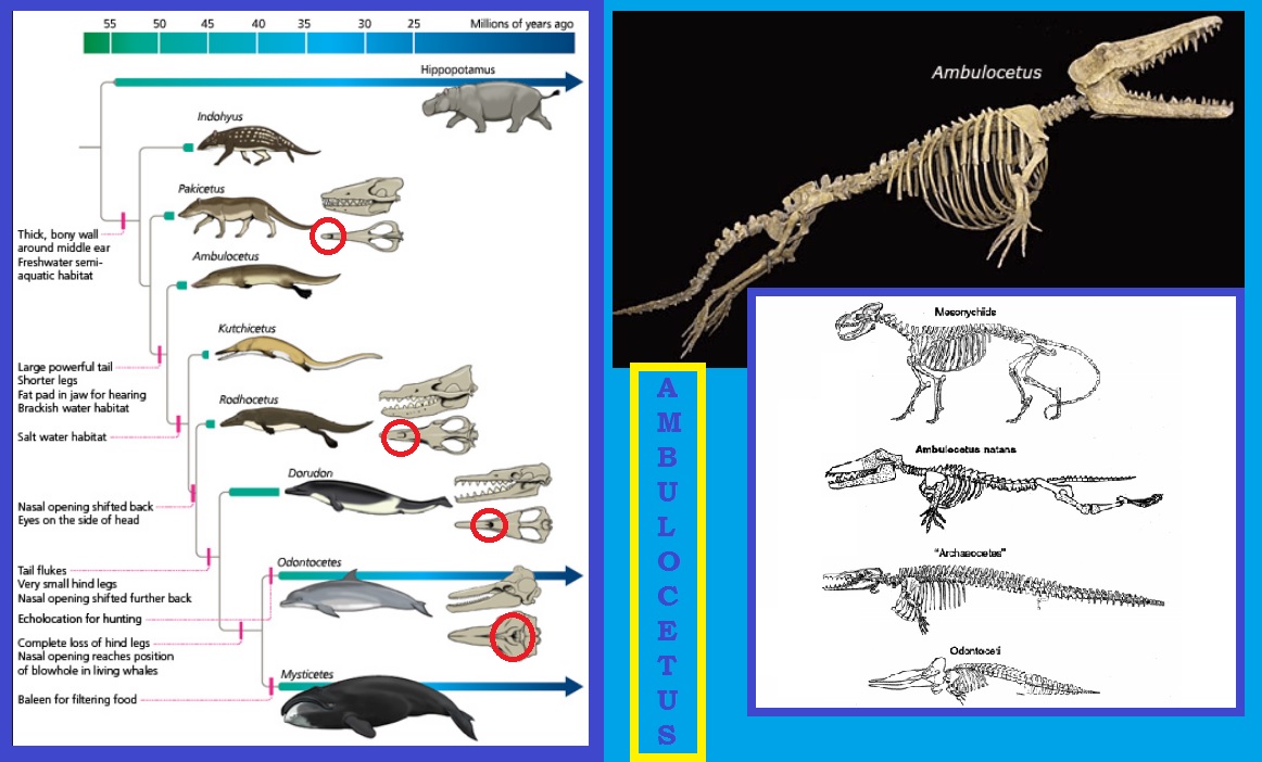 What's your favorite transitional fossil? - Faith & Science Conversation -  The BioLogos Forum
