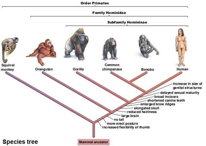 Screenshot 2024-12-30 at 18-08-19 hominidae_tree.jpg (JPEG Image 667 × 473 pixels)