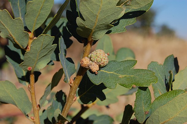 Quercus_douglasii-17