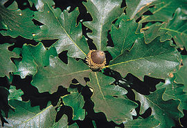 270px-Quercus_macrocarpa_USDA