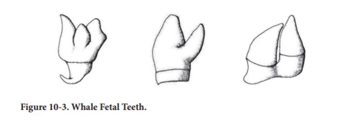 Whale Fetal Teeth