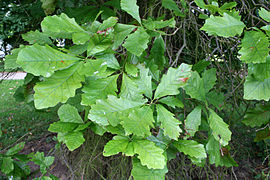 Quercus_bicolor_JPG1L