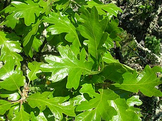 Quercus_garryana_1_(brewbooks)