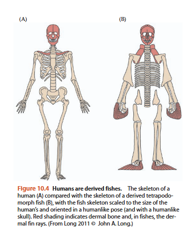 Screenshot 2025-10-26 at 05-07-20 Vertebrate Life - Pough_Janis_2019_Vertebrate life.pdf