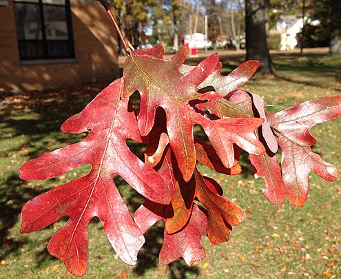 2014-11-02_11_37_14_White_Oak_foliage_during_autumn_along_Lower_Ferry_Road_in_Ewing,_New_Jersey
