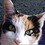 Carol_M
